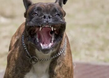 Scorpion Empire Car Sale owner arrested over fatal dog attack