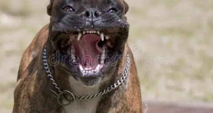 Scorpion Empire Car Sale owner arrested over fatal dog attack