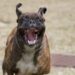 Scorpion Empire Car Sale owner arrested over fatal dog attack